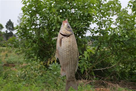 春季河溏怎麼釣鯽魚